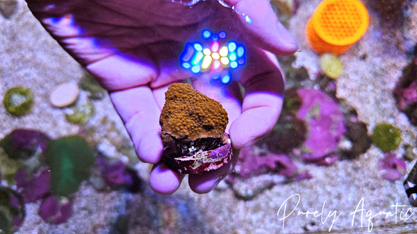 WWC Grafted Montipora