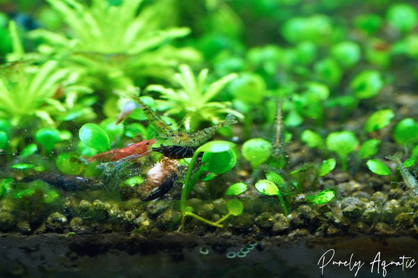 Wild/Tiger Shrimp